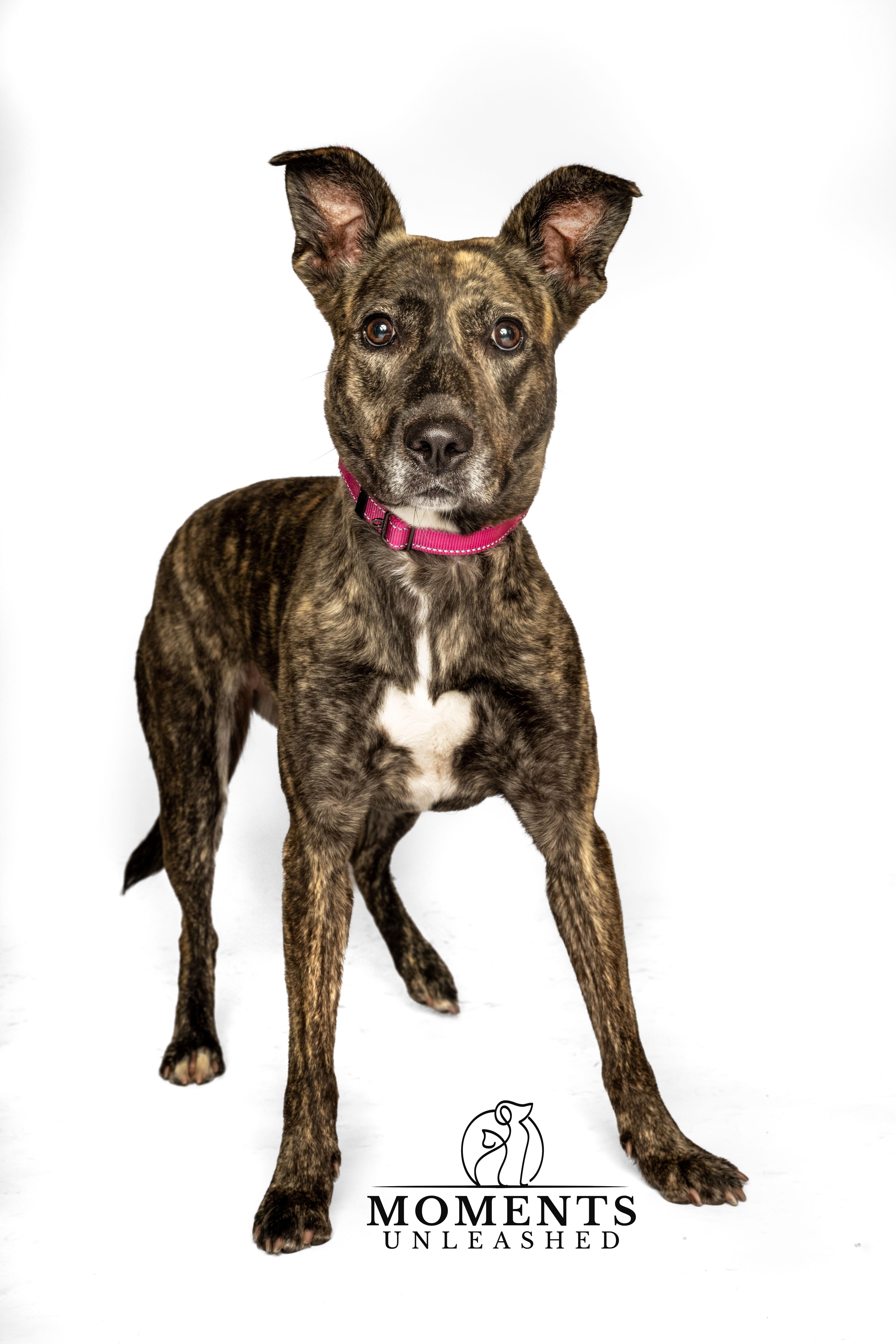 Josie, a Adoptable mixed breed in Myakka City, FL image 2/6