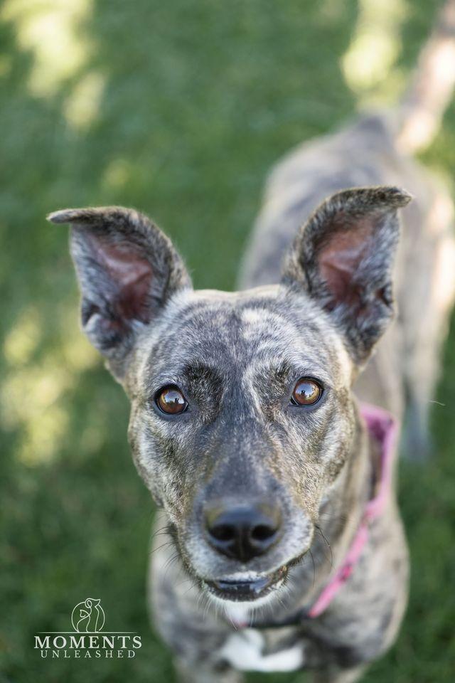 Josie, Adoptable, Adult Female Dutch Shepherd & Mountain Cur.