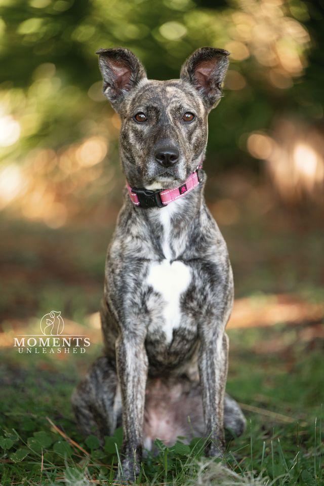 Enlarge Josie, a Adoptable mixed breed in Myakka City, FL image 2/6