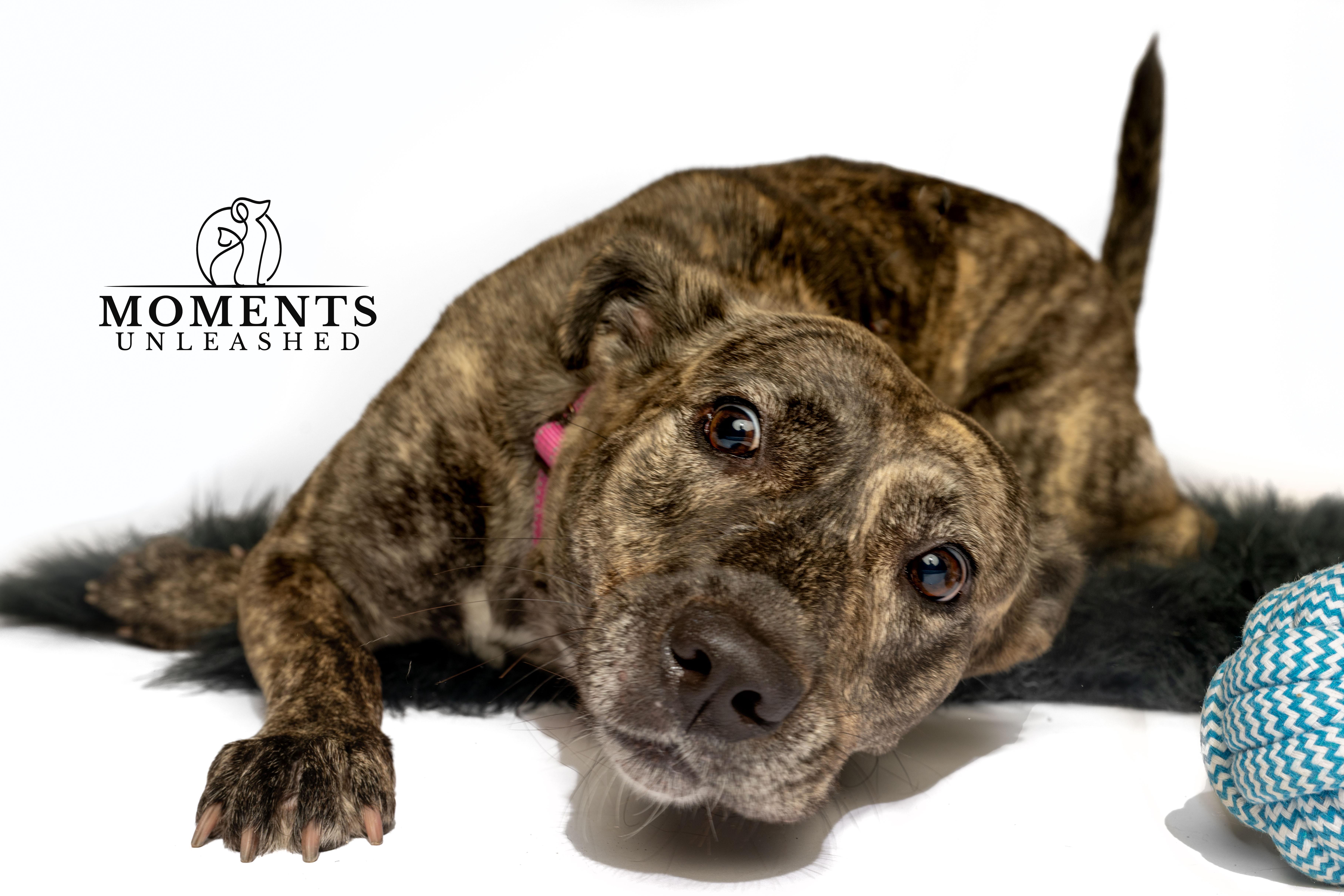 Josie, a Adoptable mixed breed in Myakka City, FL image 4/6