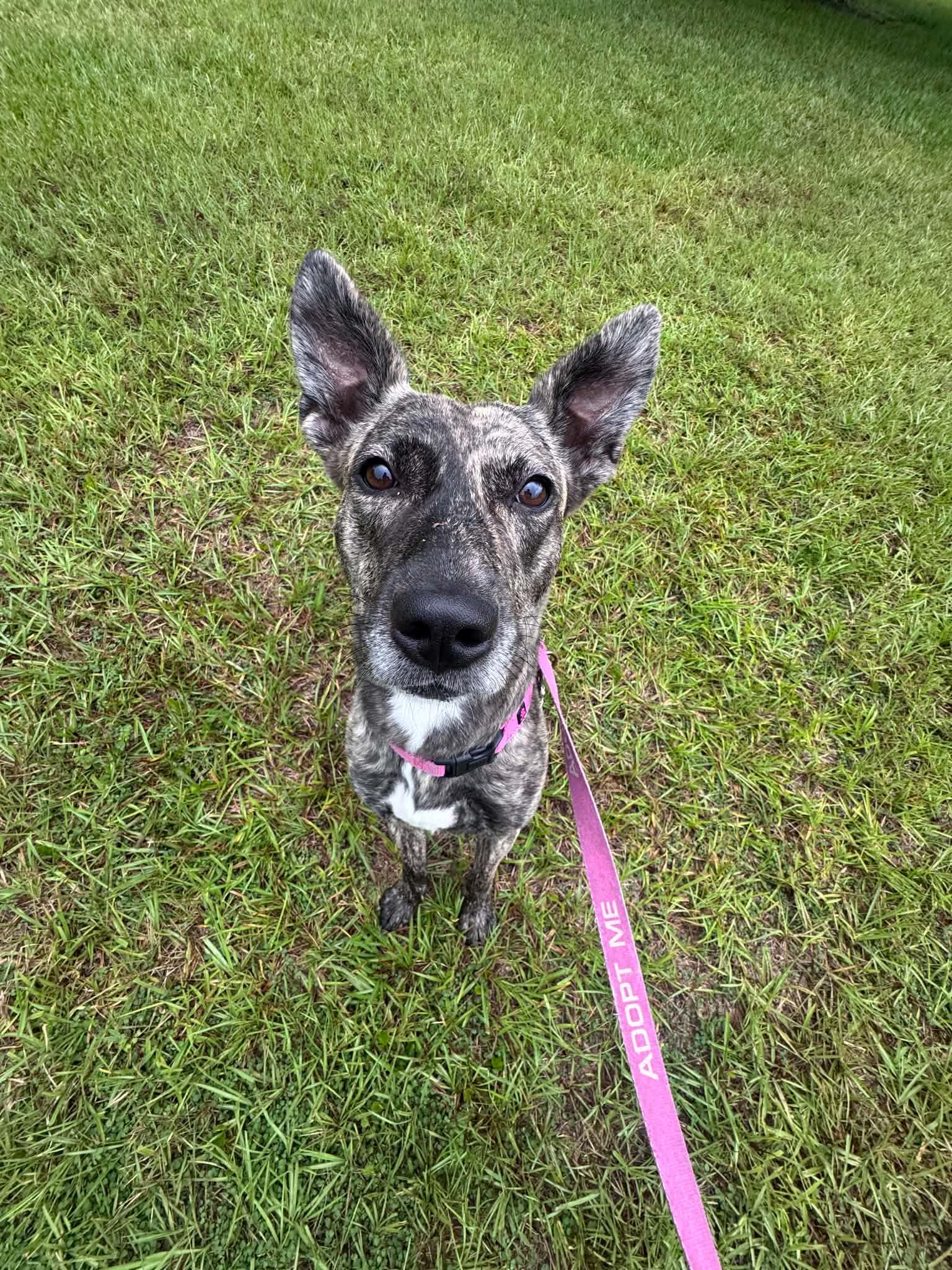 Josie, a Adoptable mixed breed in Myakka City, FL image 6/6