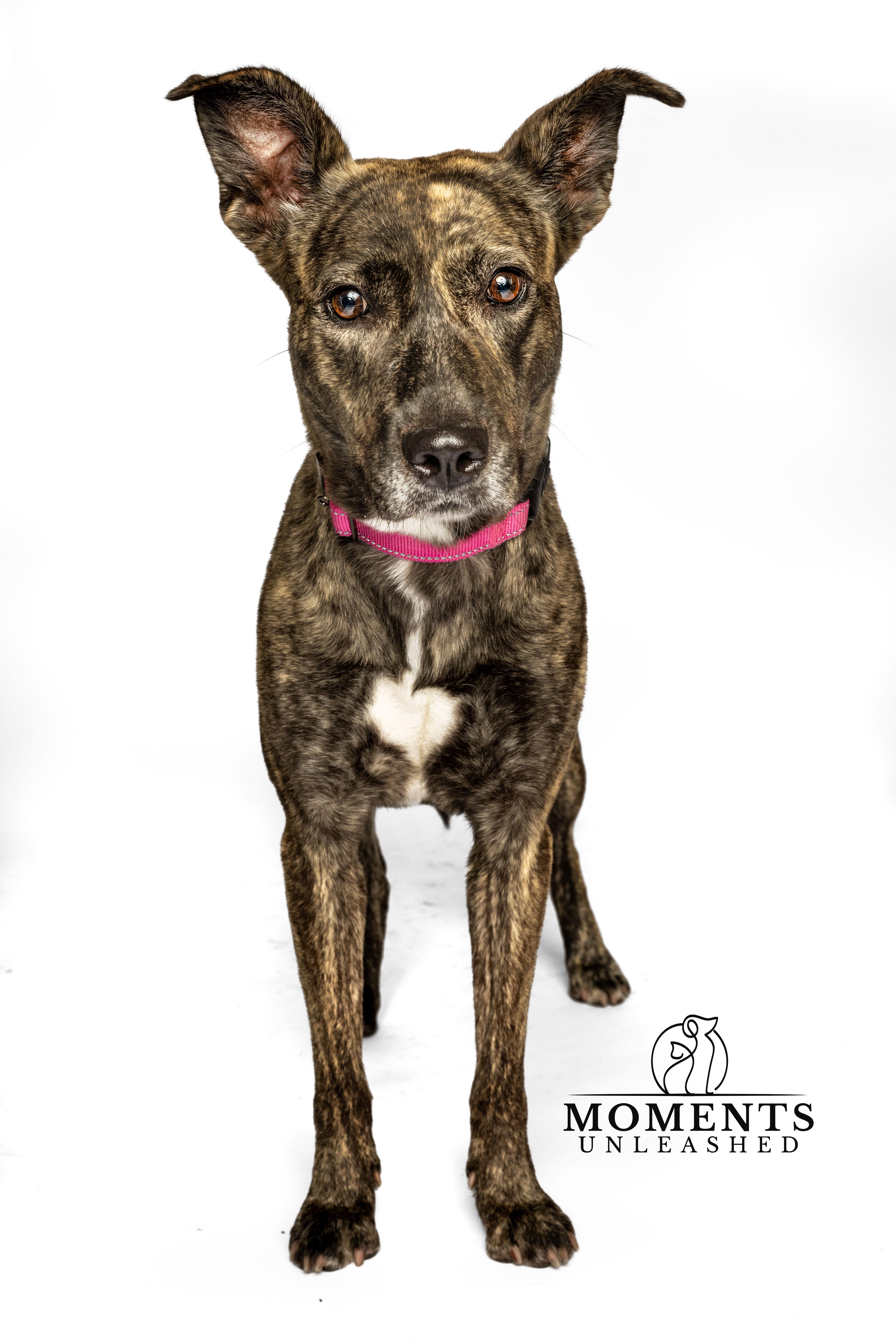 Josie, a Adoptable mixed breed in Myakka City, FL image 3/6