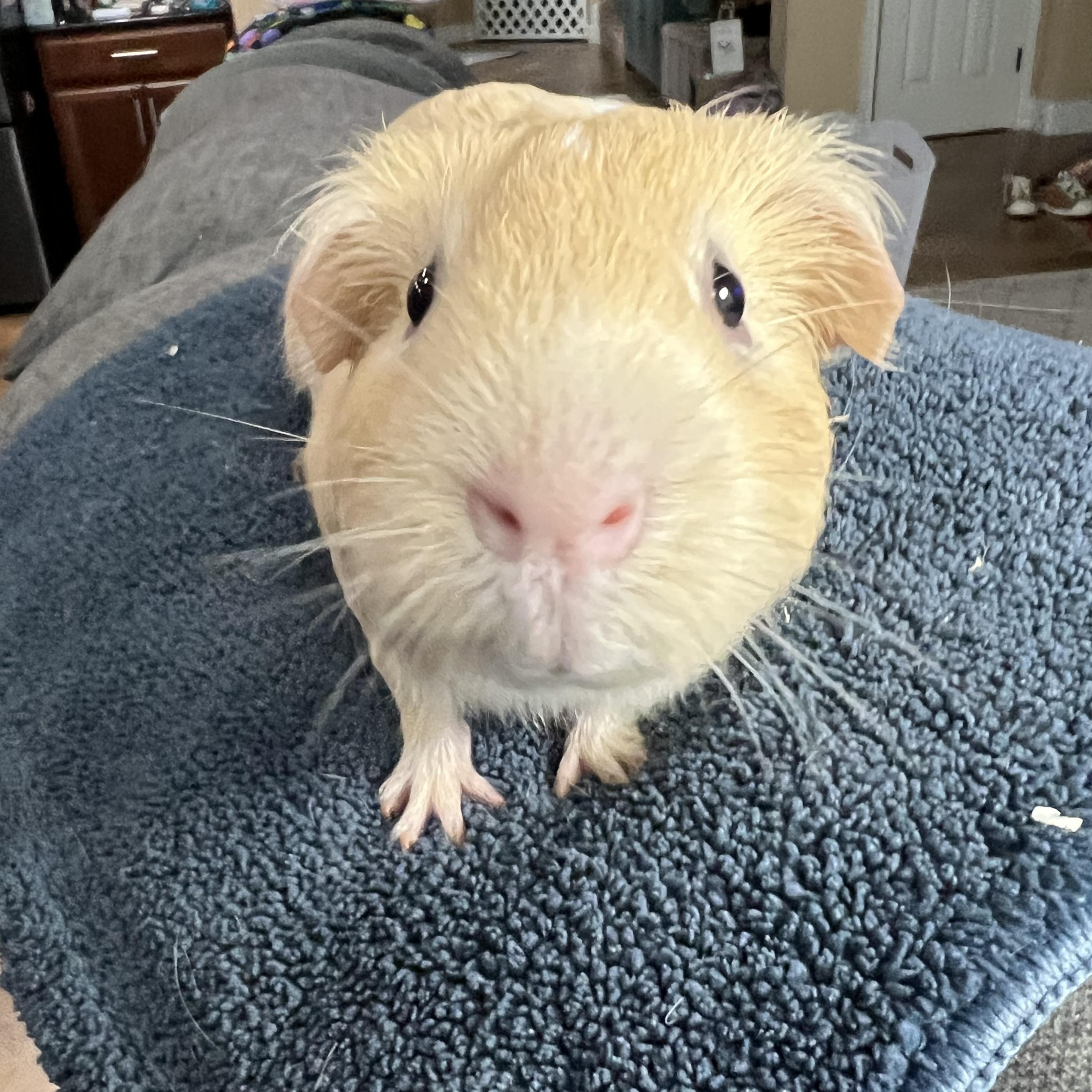 Kris, an adoptable Guinea Pig in San Antonio, TX image 3/6