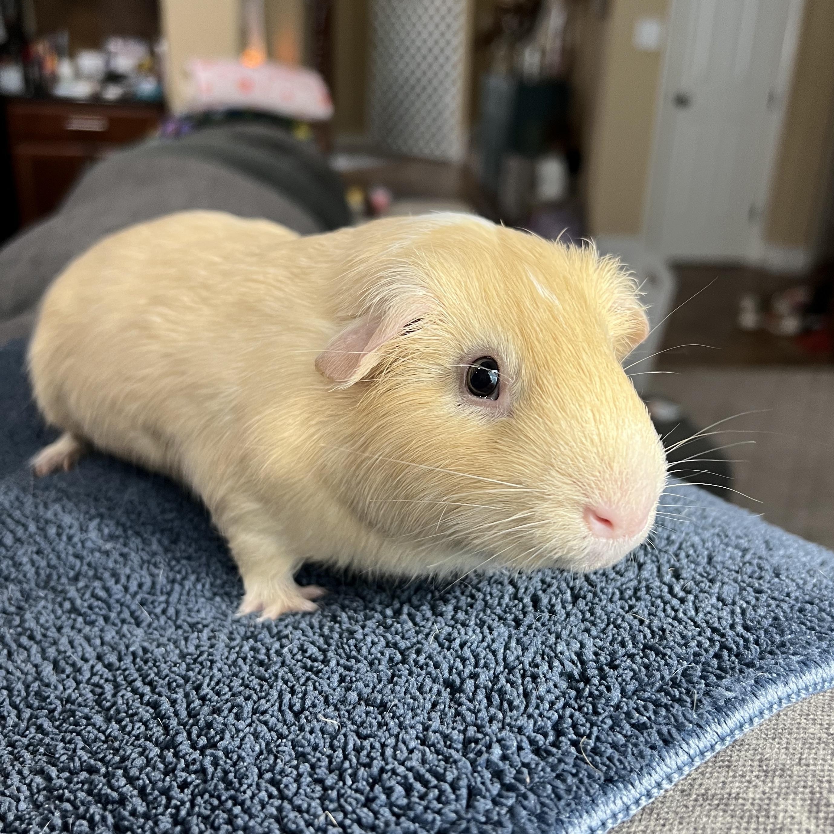 Kris, an adoptable Guinea Pig in San Antonio, TX image 5/6
