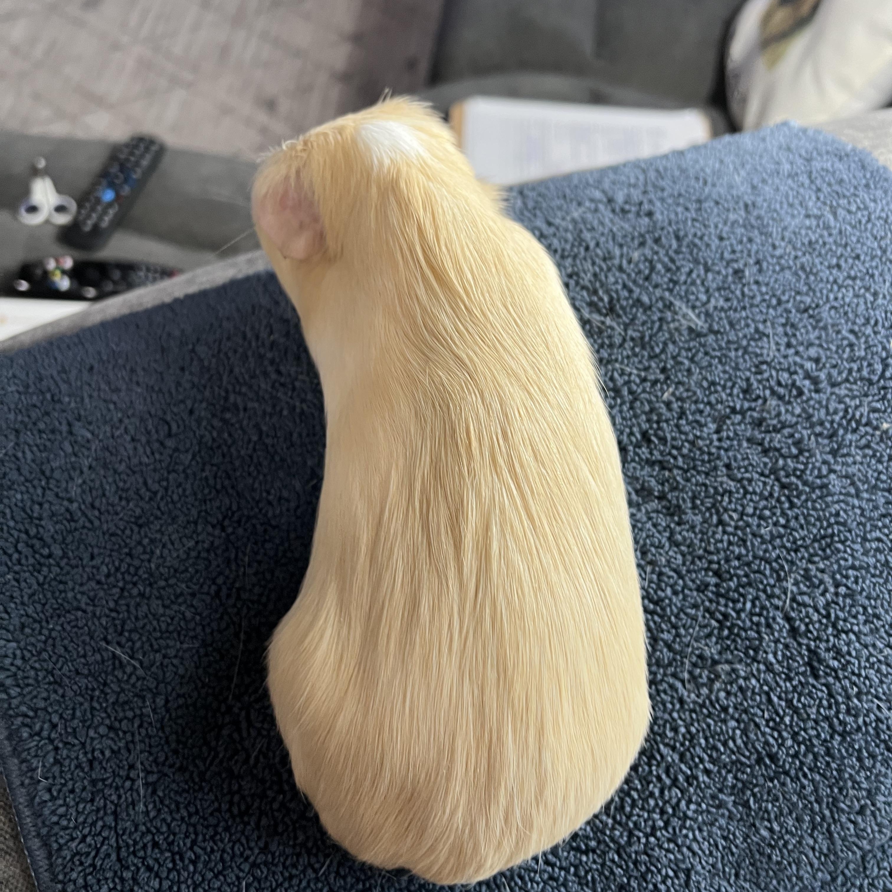 Kris, an adoptable Guinea Pig in San Antonio, TX image 6/6