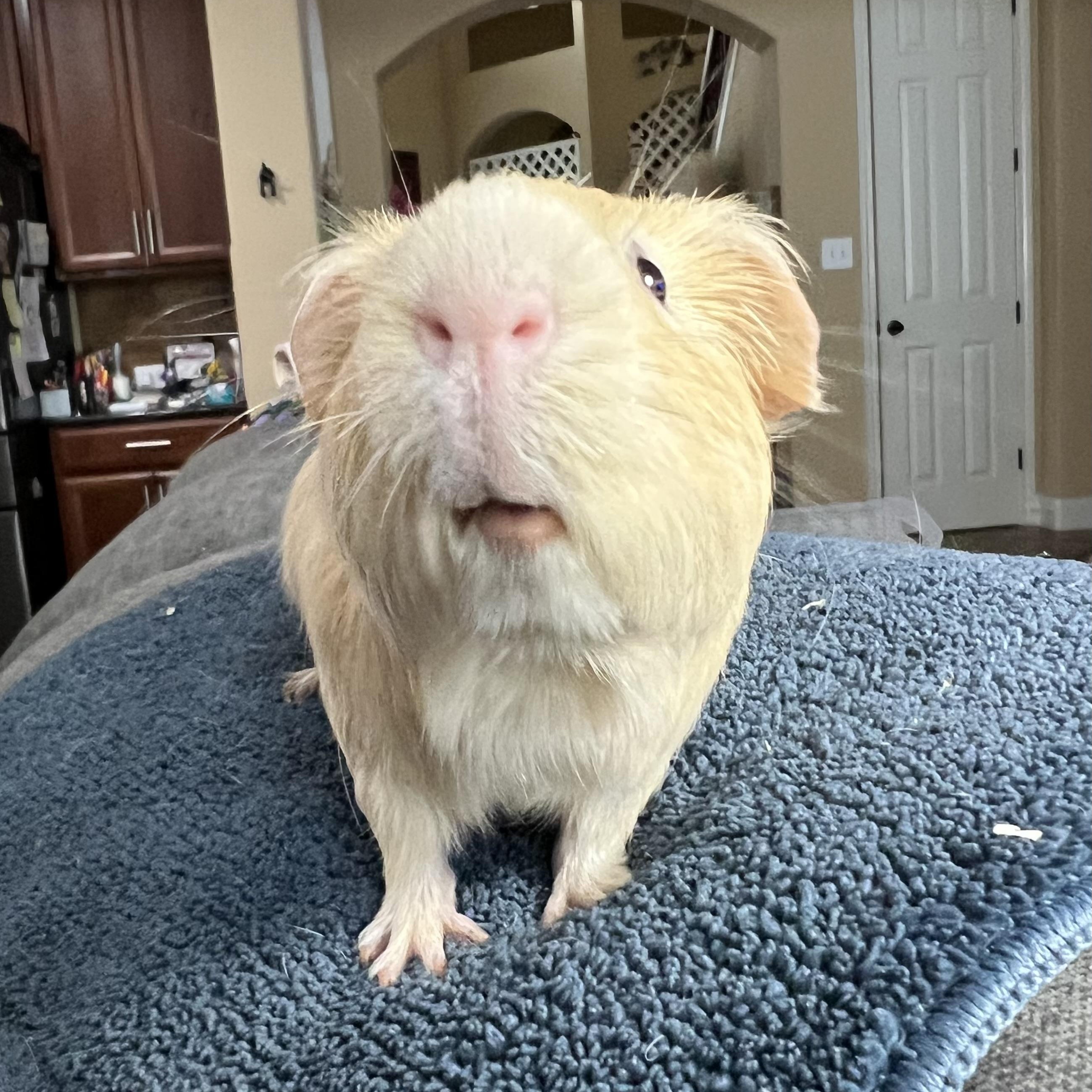 Kris, an adoptable Guinea Pig in San Antonio, TX image 2/6