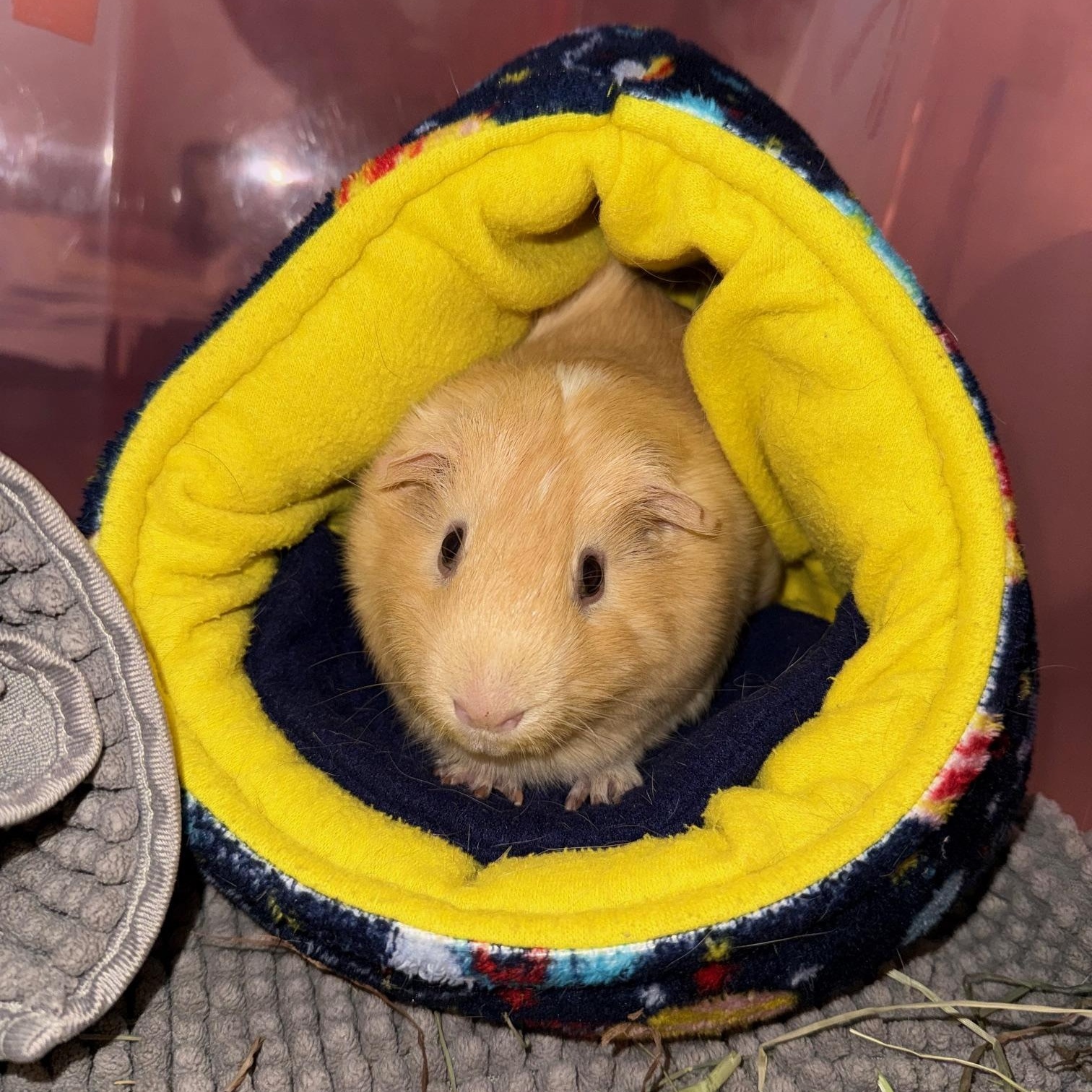 Kris, adoptable, Adult Male Guinea Pig.