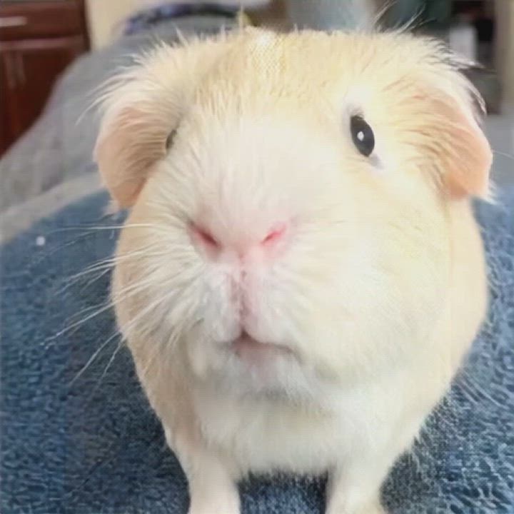 Enlarge Kris, an adoptable Guinea Pig in San Antonio, TX video 4/6