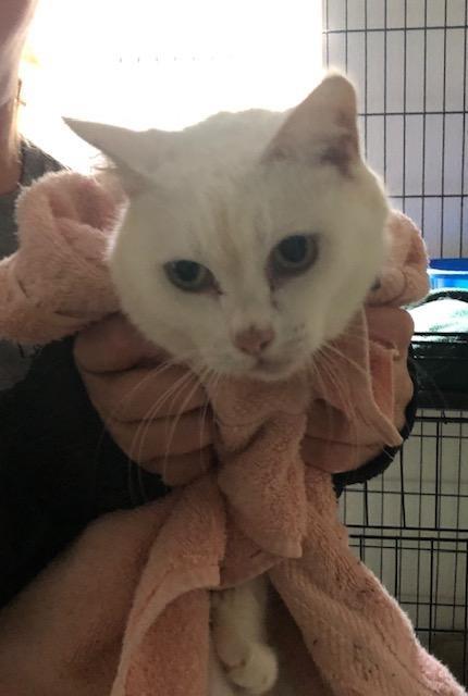 Enlarge Angel, a Adoptable mixed breed in Pittsboro, NC image 2/6