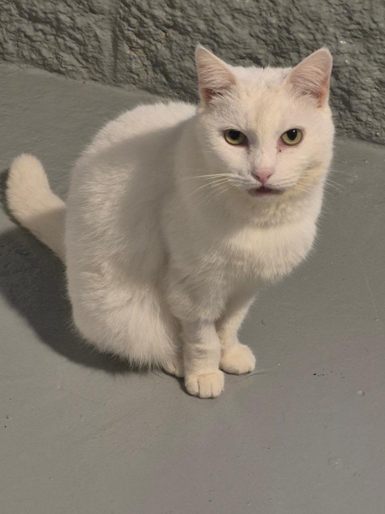 Angel, a Adoptable mixed breed in Pittsboro, NC image 2/3