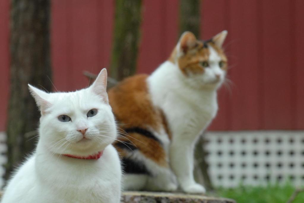 Enlarge Angel, a Adoptable mixed breed in Pittsboro, NC image 2/3