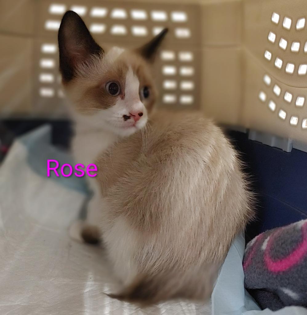 Enlarge Rose, a Adopted mixed breed in Shawnee, KS image 1/1