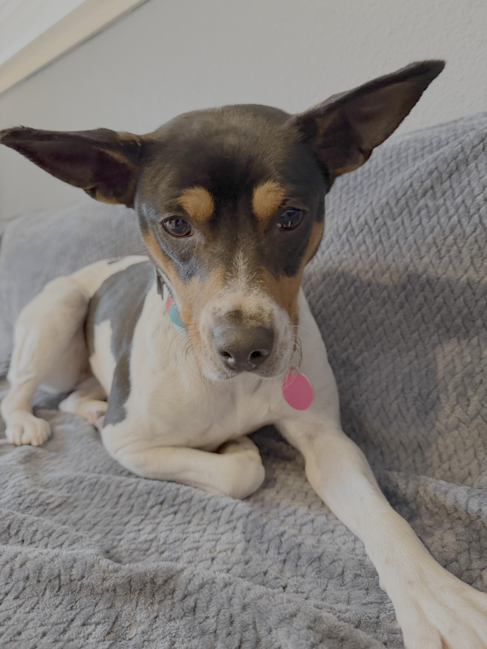 Enlarge Binky, a Adoptable Rat Terrier in Seattle, WA image 1/3