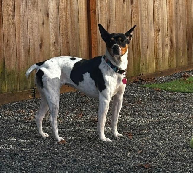 Enlarge Binky, a Adoptable Rat Terrier in Seattle, WA image 2/3