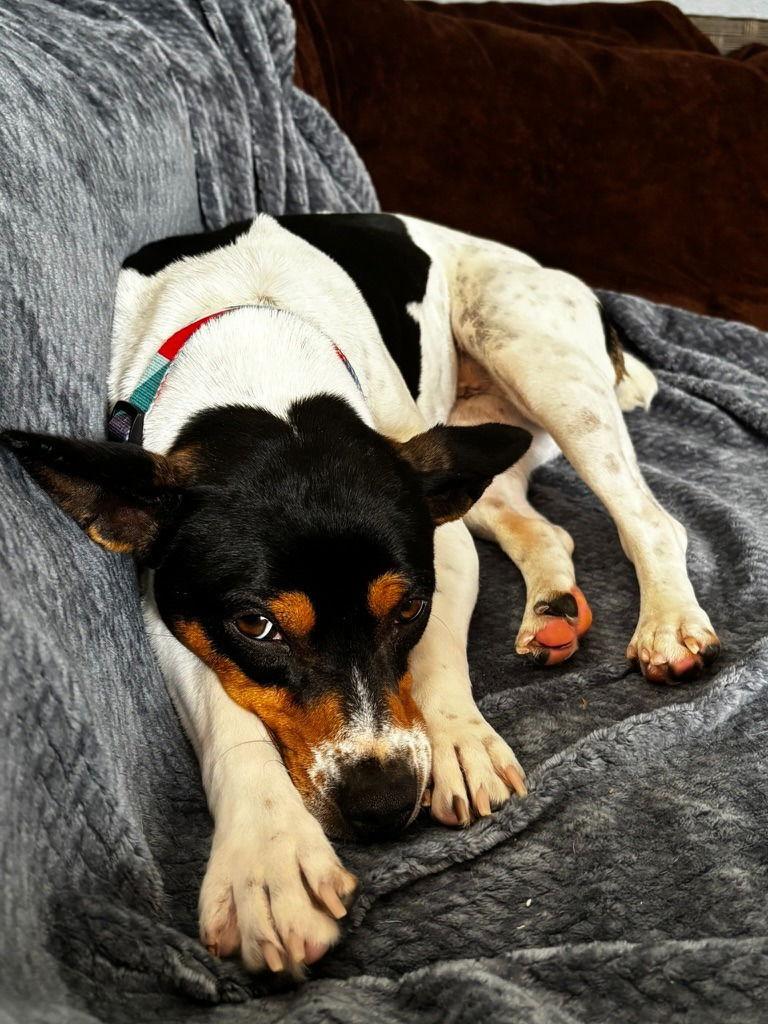 Enlarge Binky, a Adoptable Rat Terrier in Seattle, WA image 3/3