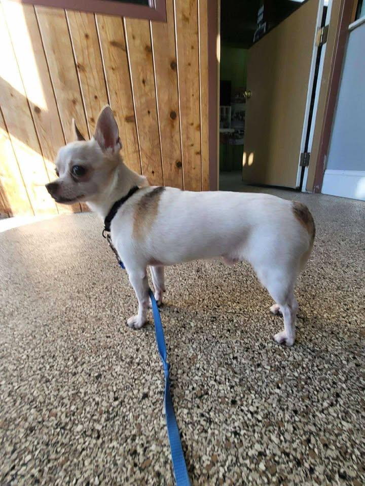 Charlie, Adoptable, Senior Male Chihuahua.