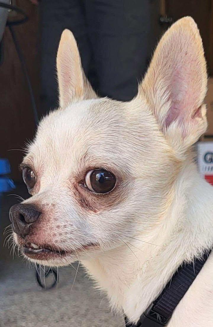 Charlie, a Adoptable Chihuahua in New Brighton, MN image 3/5