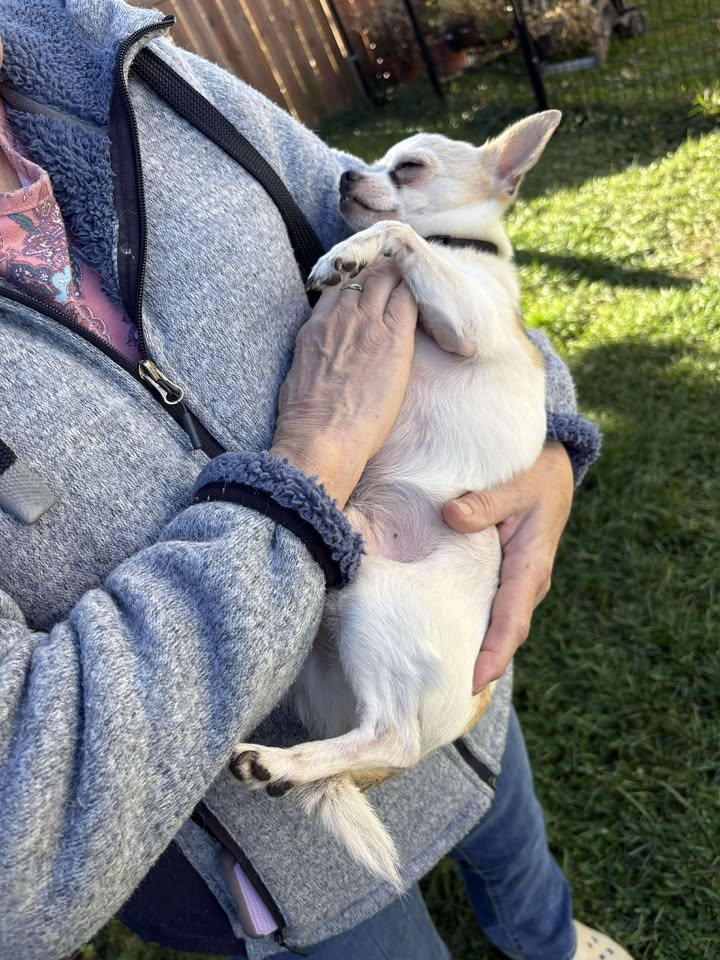 Charlie, a Adoptable Chihuahua in New Brighton, MN image 4/5