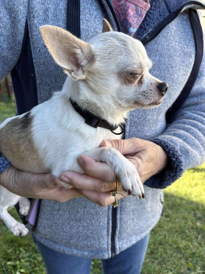 Charlie, a Adoptable Chihuahua in New Brighton, MN image 5/5