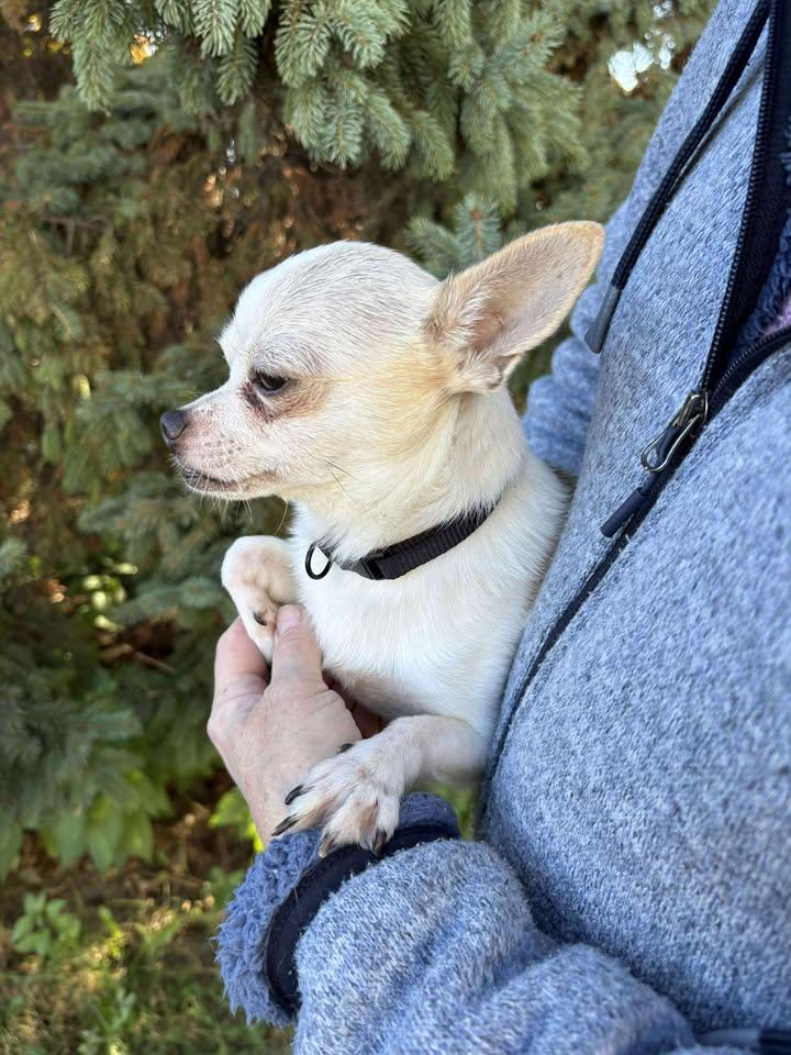 Charlie, Adoptable, Senior Male Chihuahua.