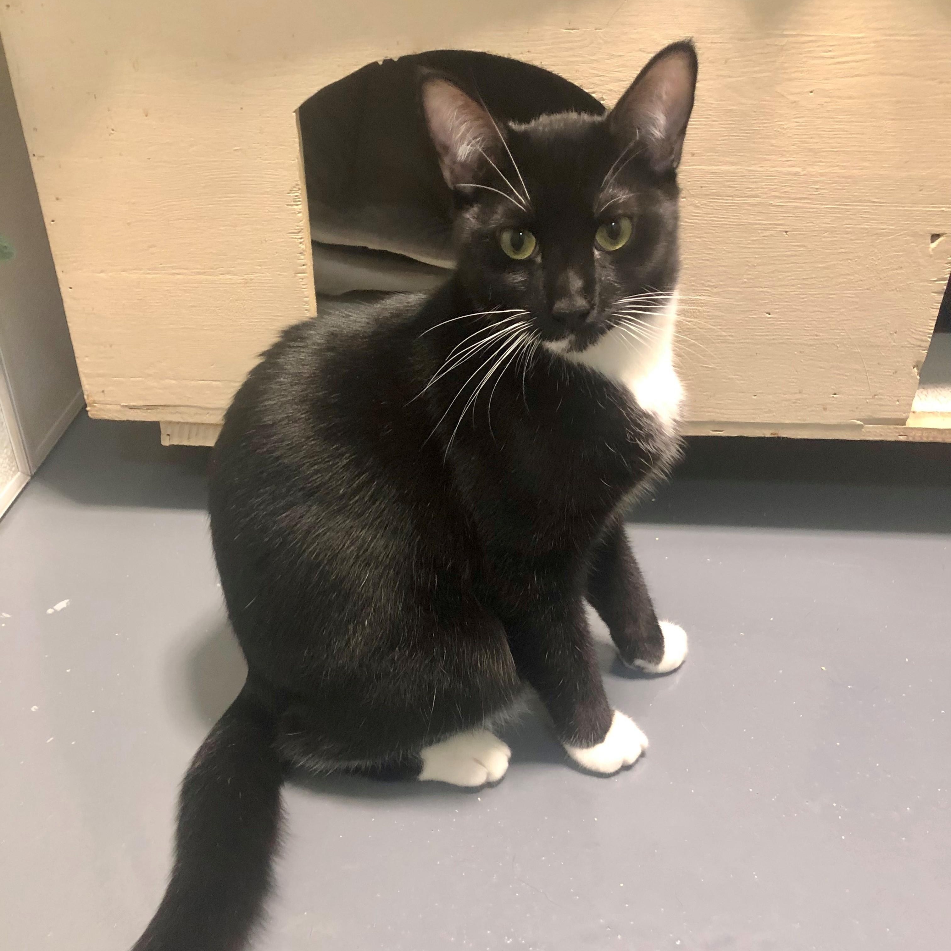 Ryder, Young Male Domestic Short Hair