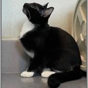 Ryder — thumbnail 3