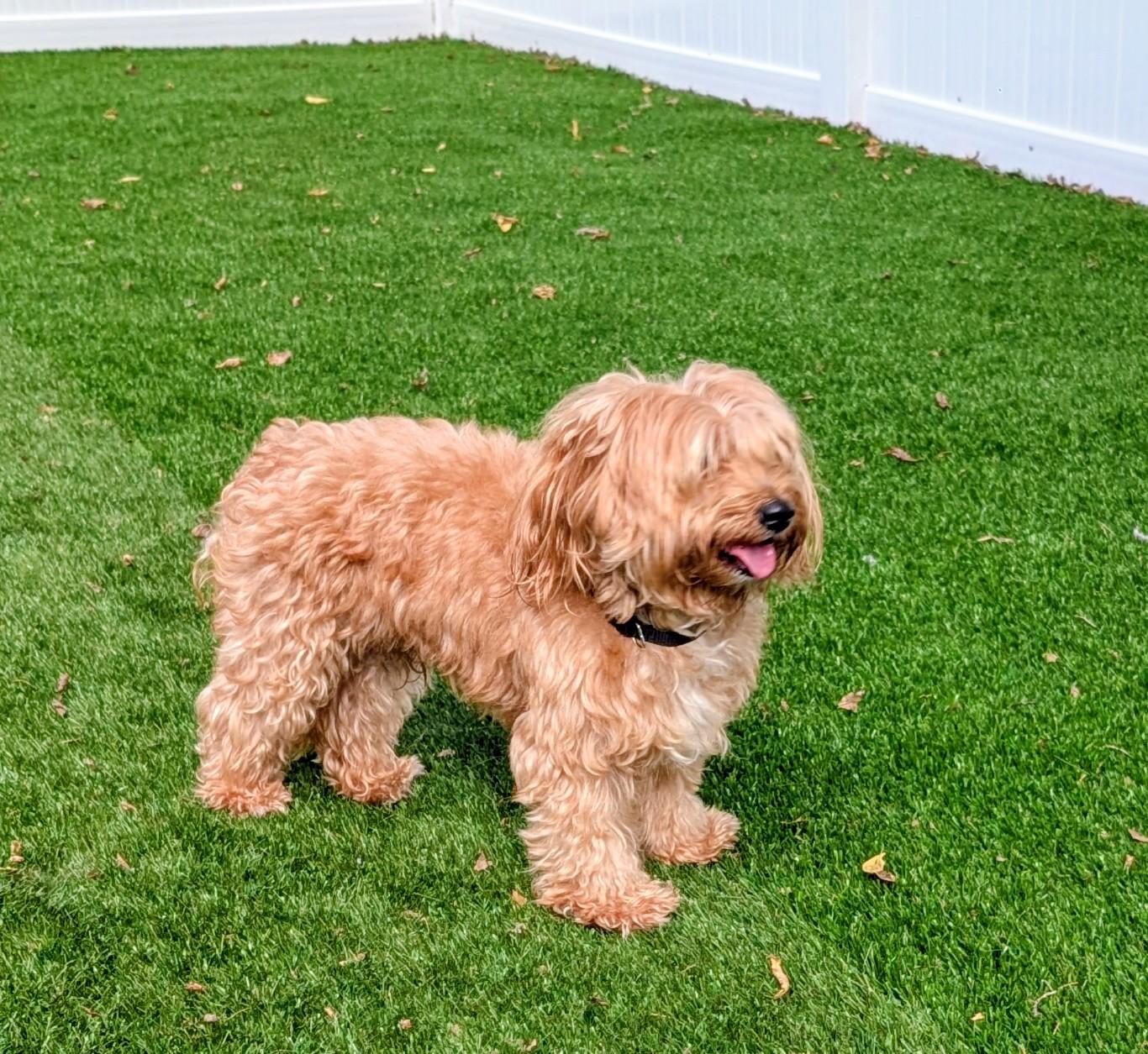 Marley