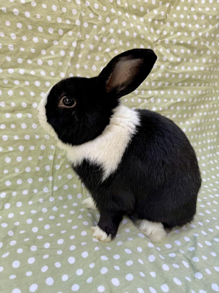 Enlarge Tuxedo, a Adoptable mixed breed in Gainesville, FL image 1/6