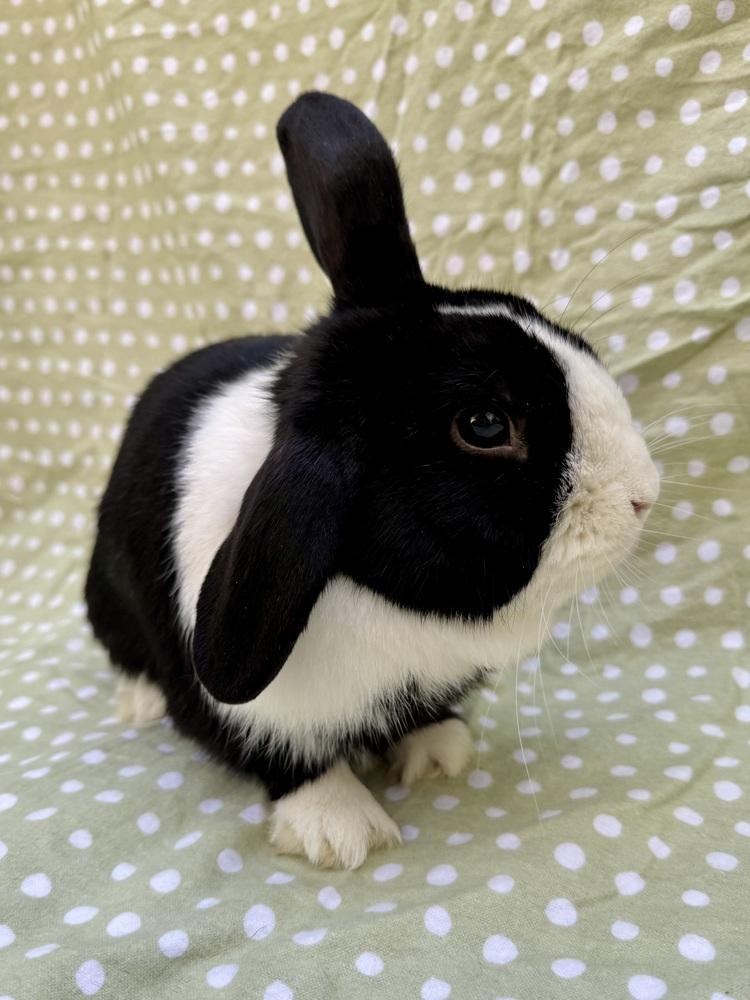 Enlarge Tuxedo, a Adoptable mixed breed in Gainesville, FL image 2/6