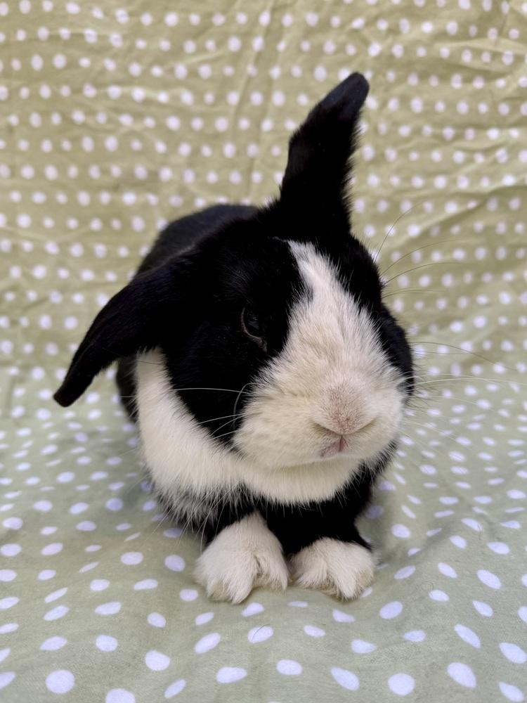Enlarge Tuxedo, a Adoptable mixed breed in Gainesville, FL image 3/6