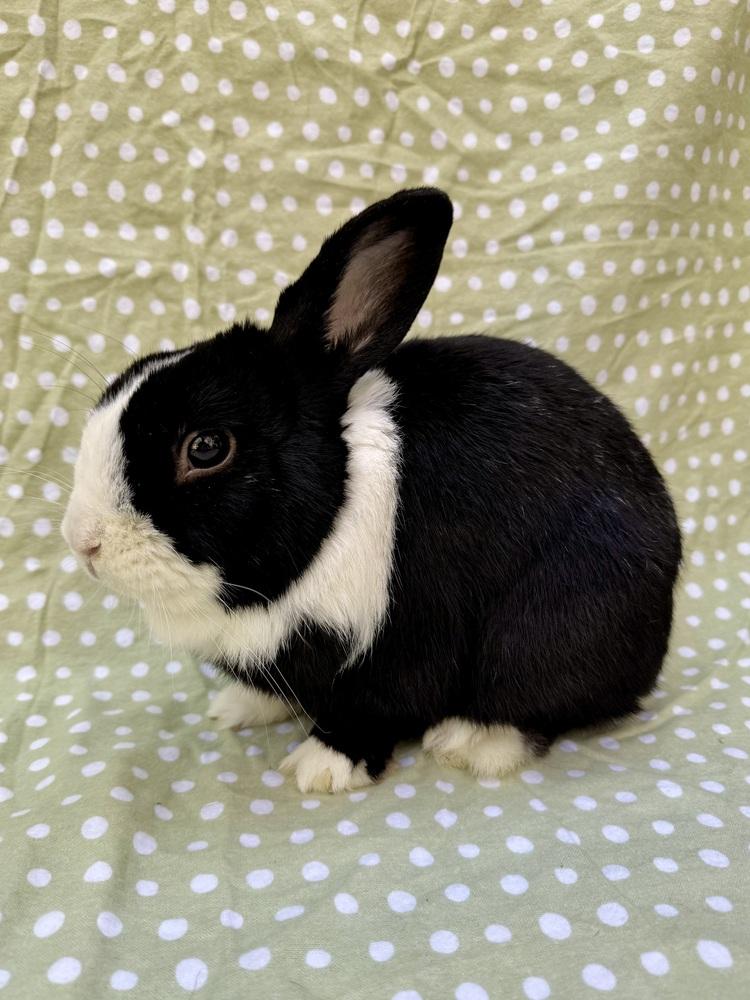 Enlarge Tuxedo, a Adoptable mixed breed in Gainesville, FL image 4/6