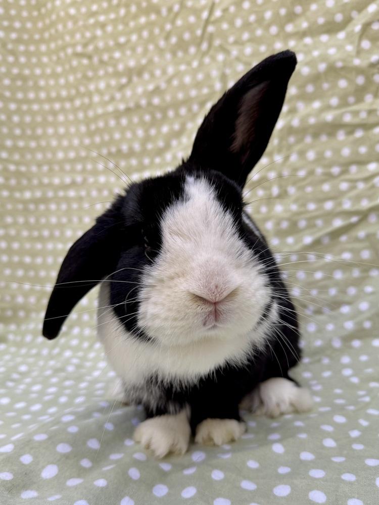 Enlarge Tuxedo, a Adoptable mixed breed in Gainesville, FL image 5/6