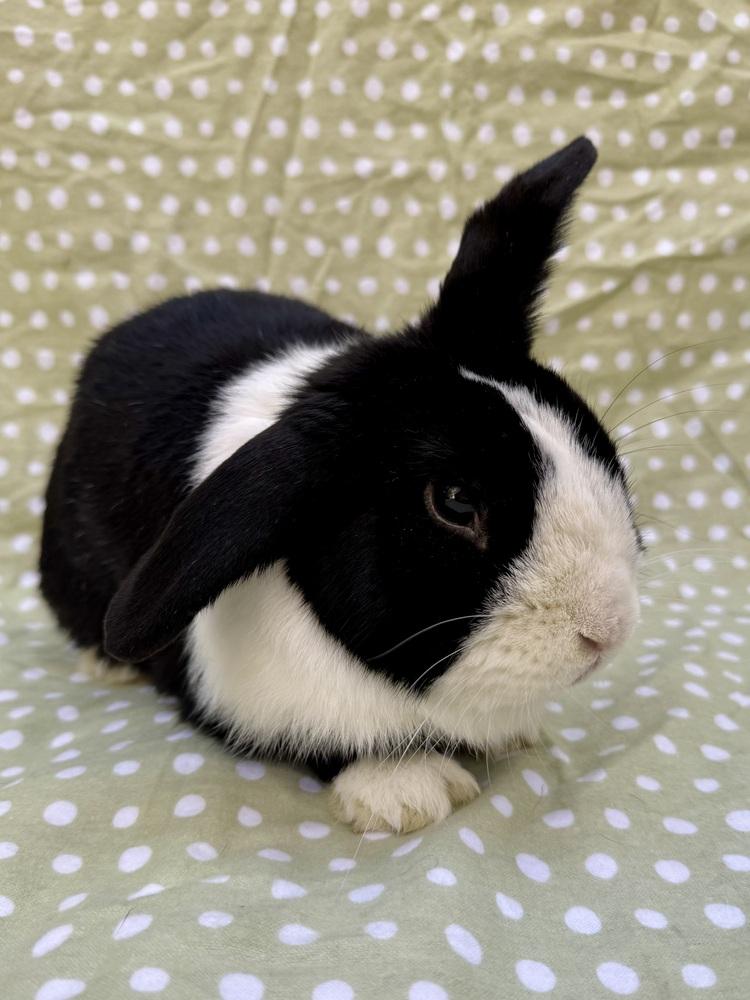 Enlarge Tuxedo, a Adoptable mixed breed in Gainesville, FL image 6/6
