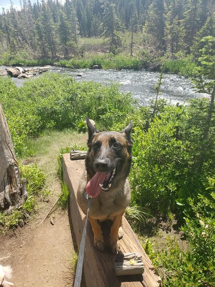 Toast, Adopted, Senior Male Belgian Shepherd / Malinois.