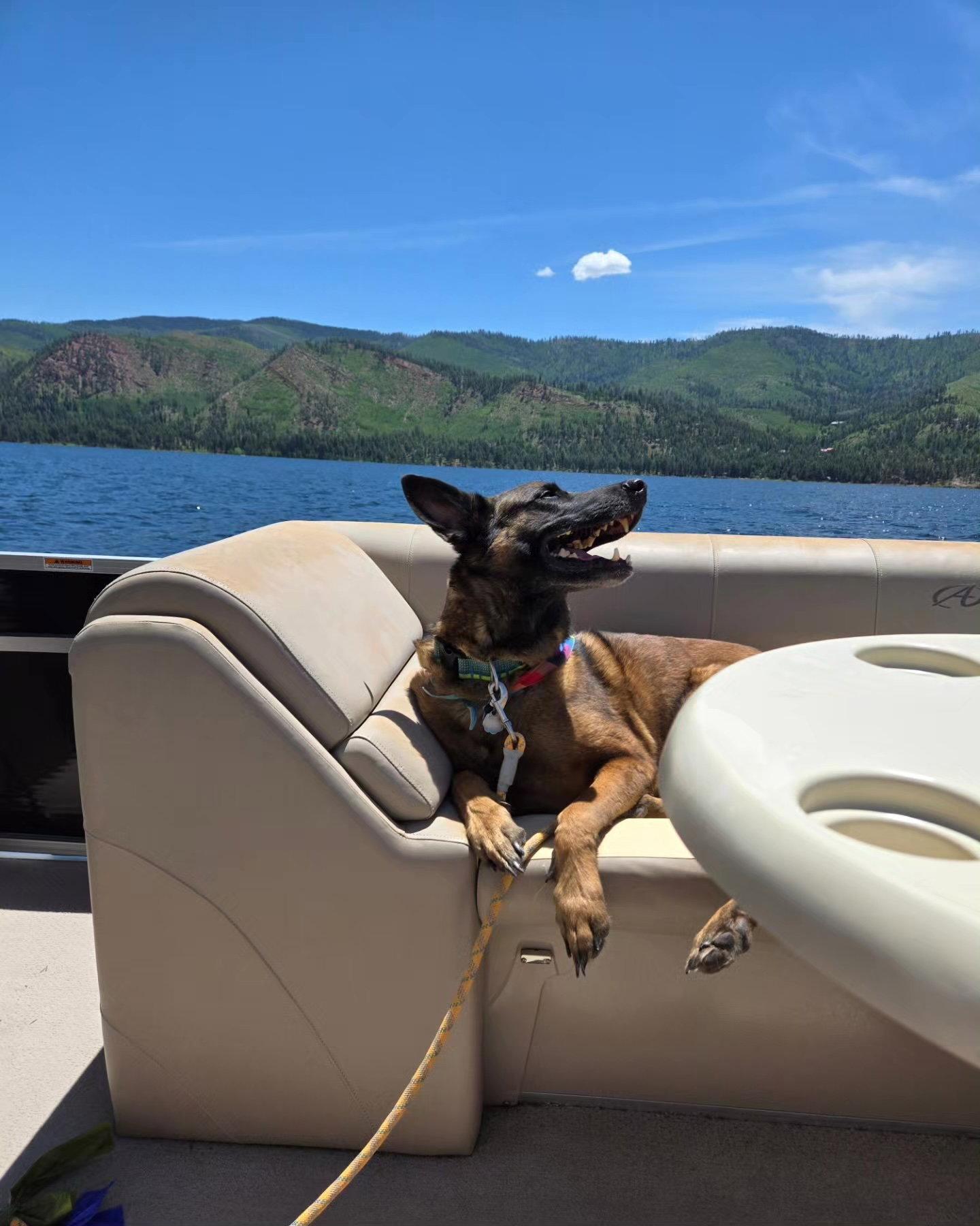 Toast, a Adopted Belgian Shepherd / Malinois in Fort Collins, CO image 2/3