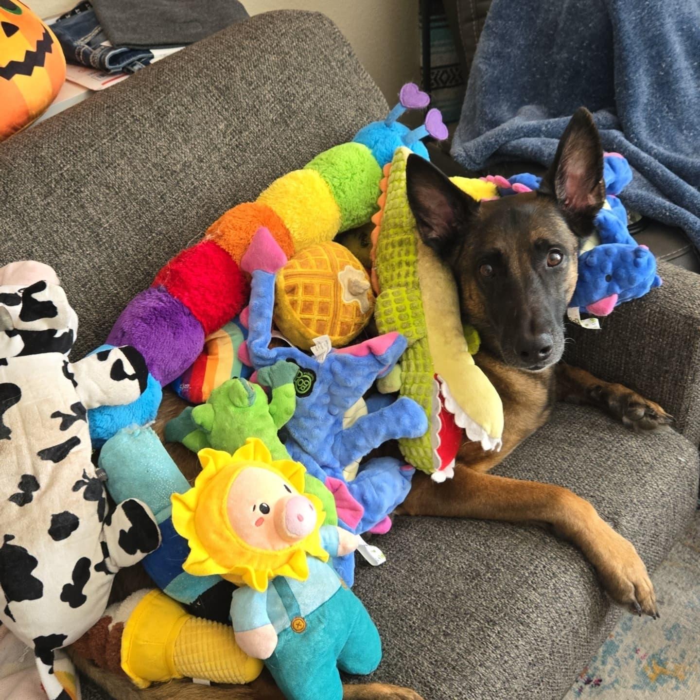 Toast, a Adopted Belgian Shepherd / Malinois in Fort Collins, CO image 3/3