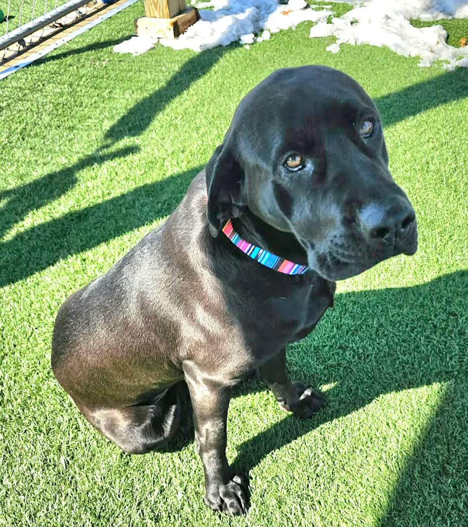 Enlarge Pretzel, an adopted mixed breed in Sparta, WI image 3/4