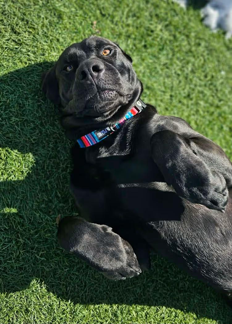 Enlarge Pretzel, an adopted mixed breed in Sparta, WI image 1/4
