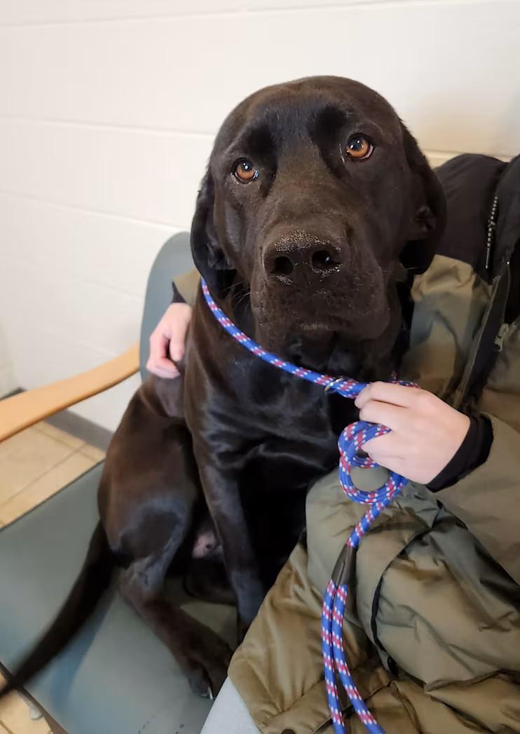 Enlarge Pretzel, an adopted mixed breed in Sparta, WI image 2/4