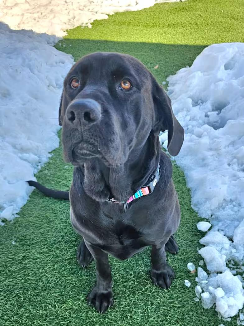 Enlarge Pretzel, an adopted mixed breed in Sparta, WI image 4/4