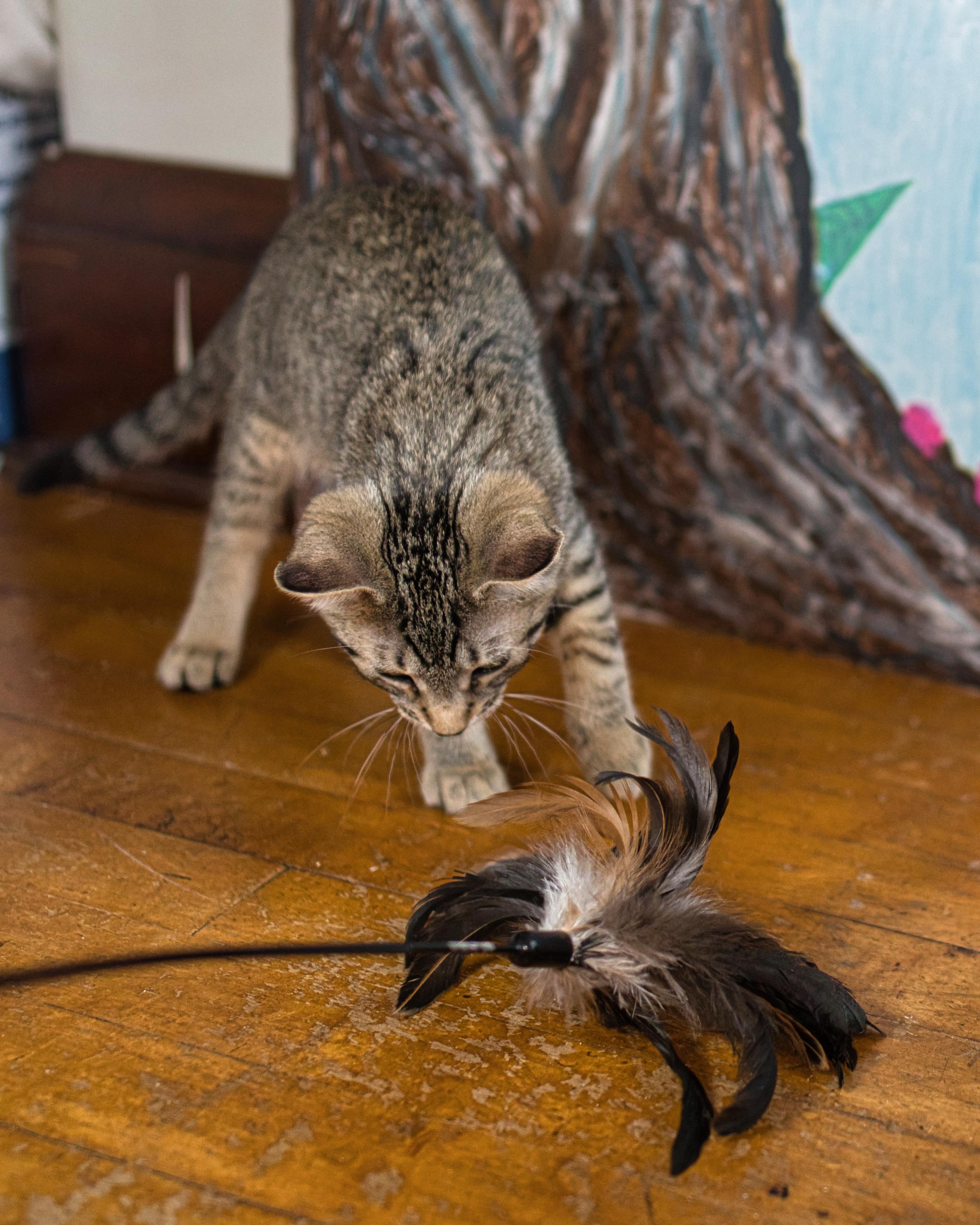 Mirasol, an adopted Domestic Short Hair in Milwaukee, WI image 2/5