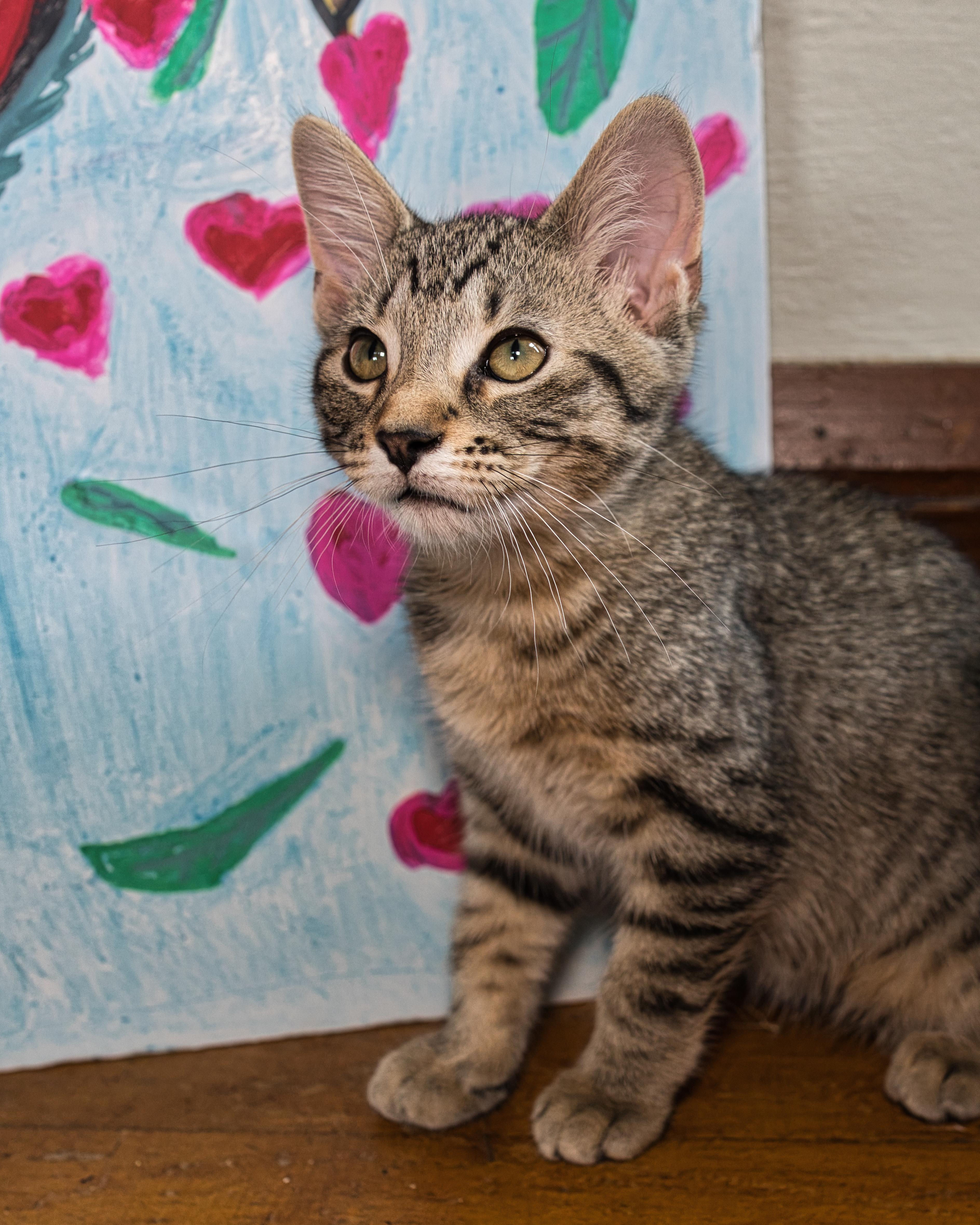 Mirasol, an adopted Domestic Short Hair in Milwaukee, WI image 4/5