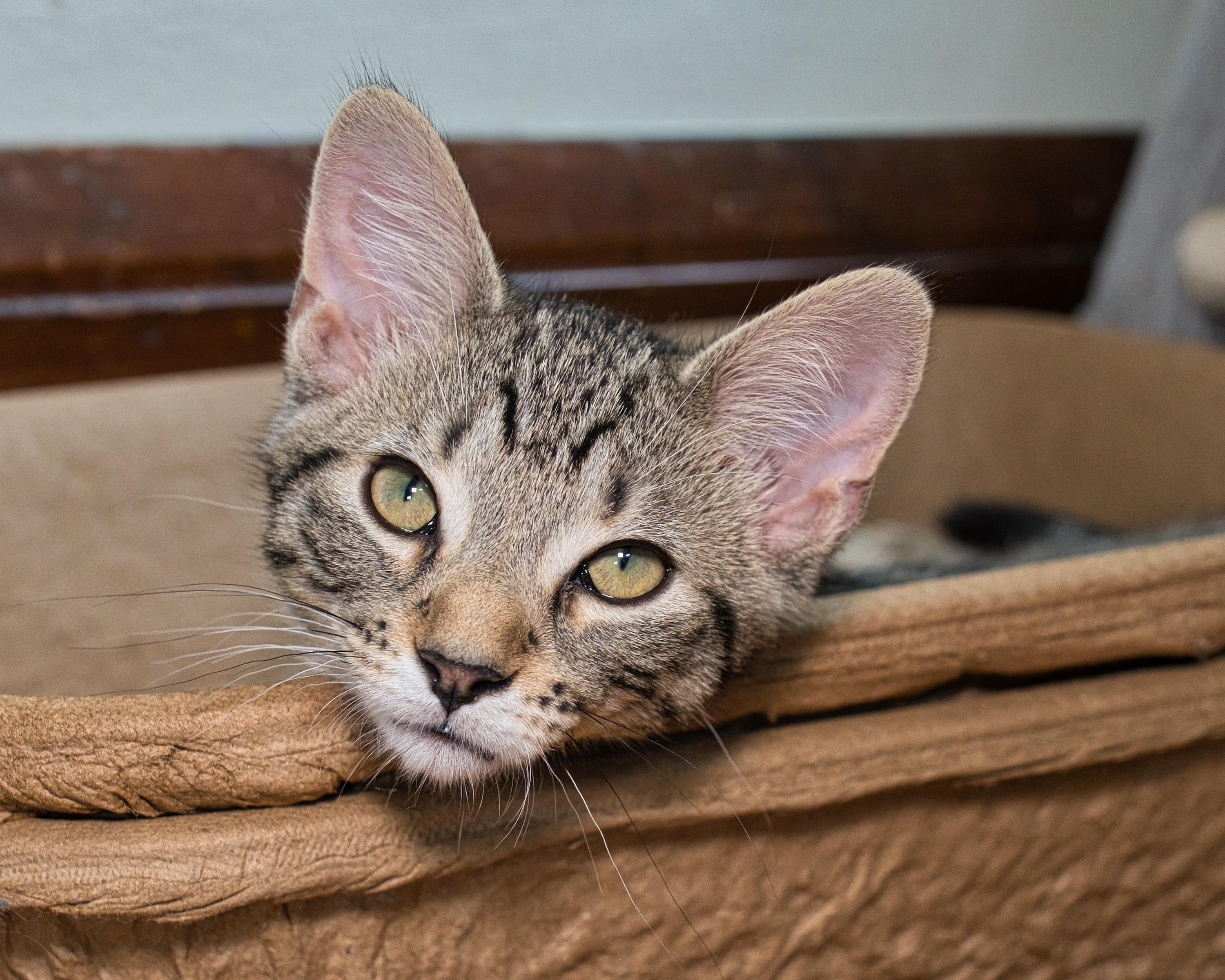 Mirasol, an adopted Domestic Short Hair in Milwaukee, WI image 5/5