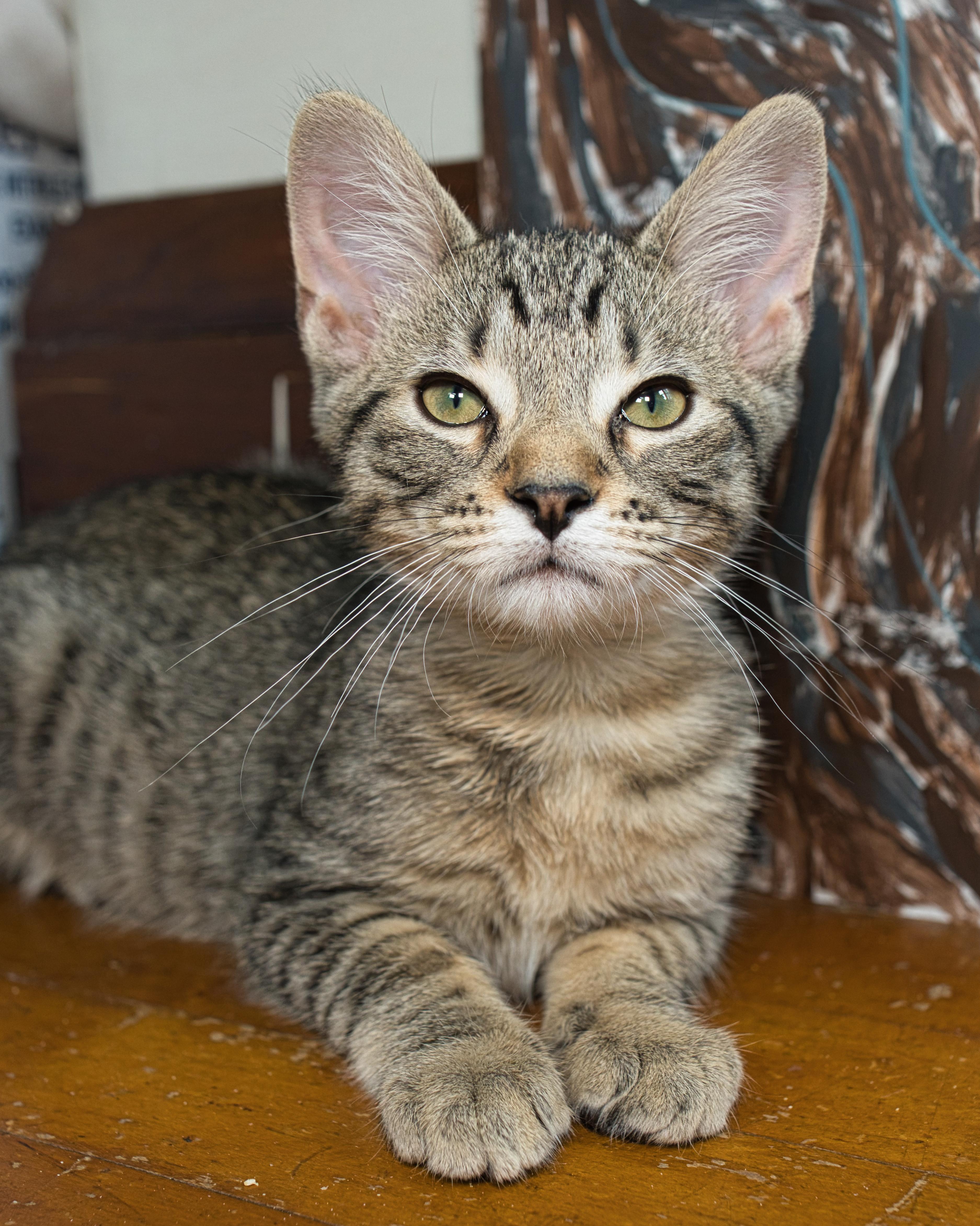 Mirasol, an adopted Domestic Short Hair in Milwaukee, WI image 1/5