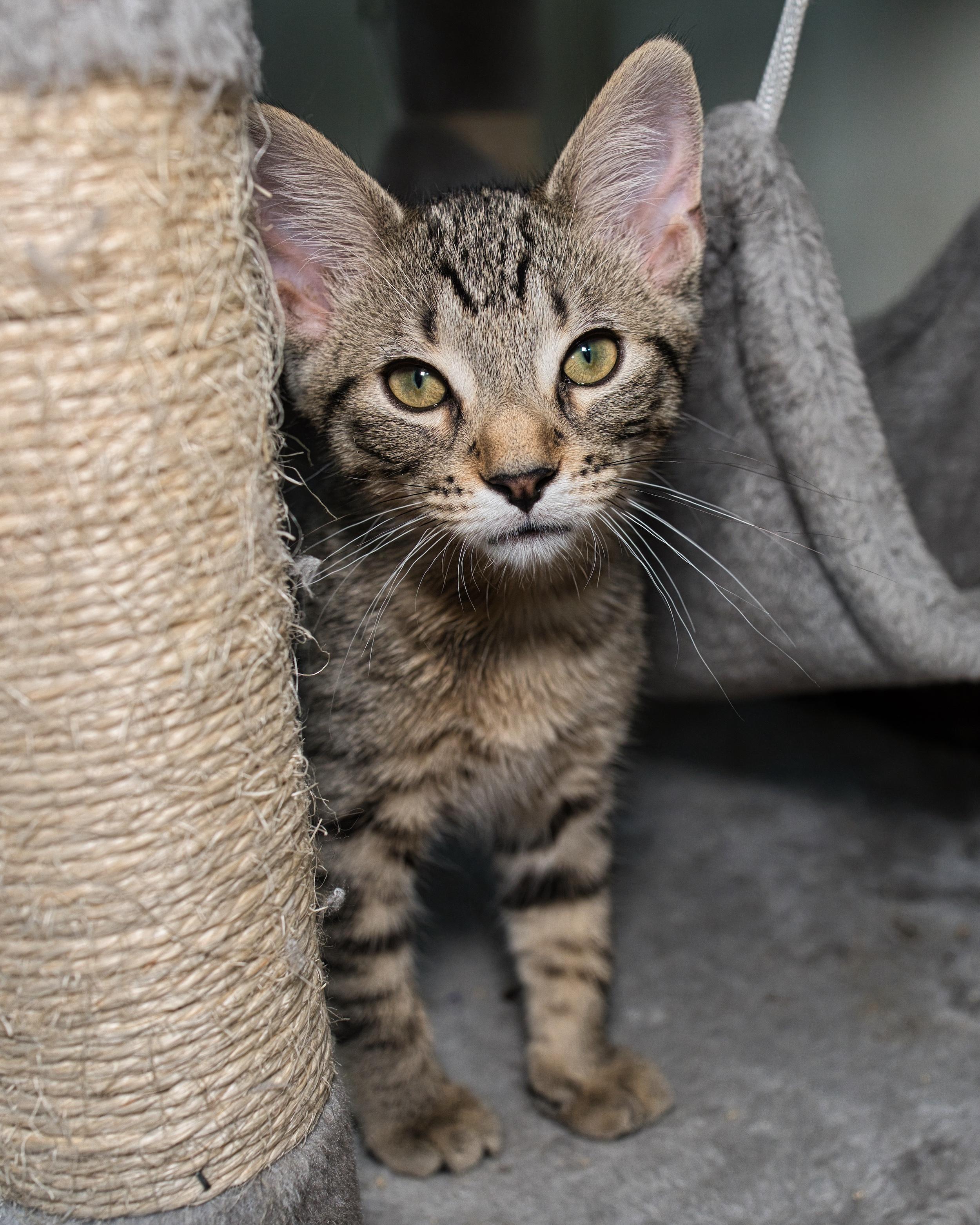 Mirasol, an adopted Domestic Short Hair in Milwaukee, WI image 3/5