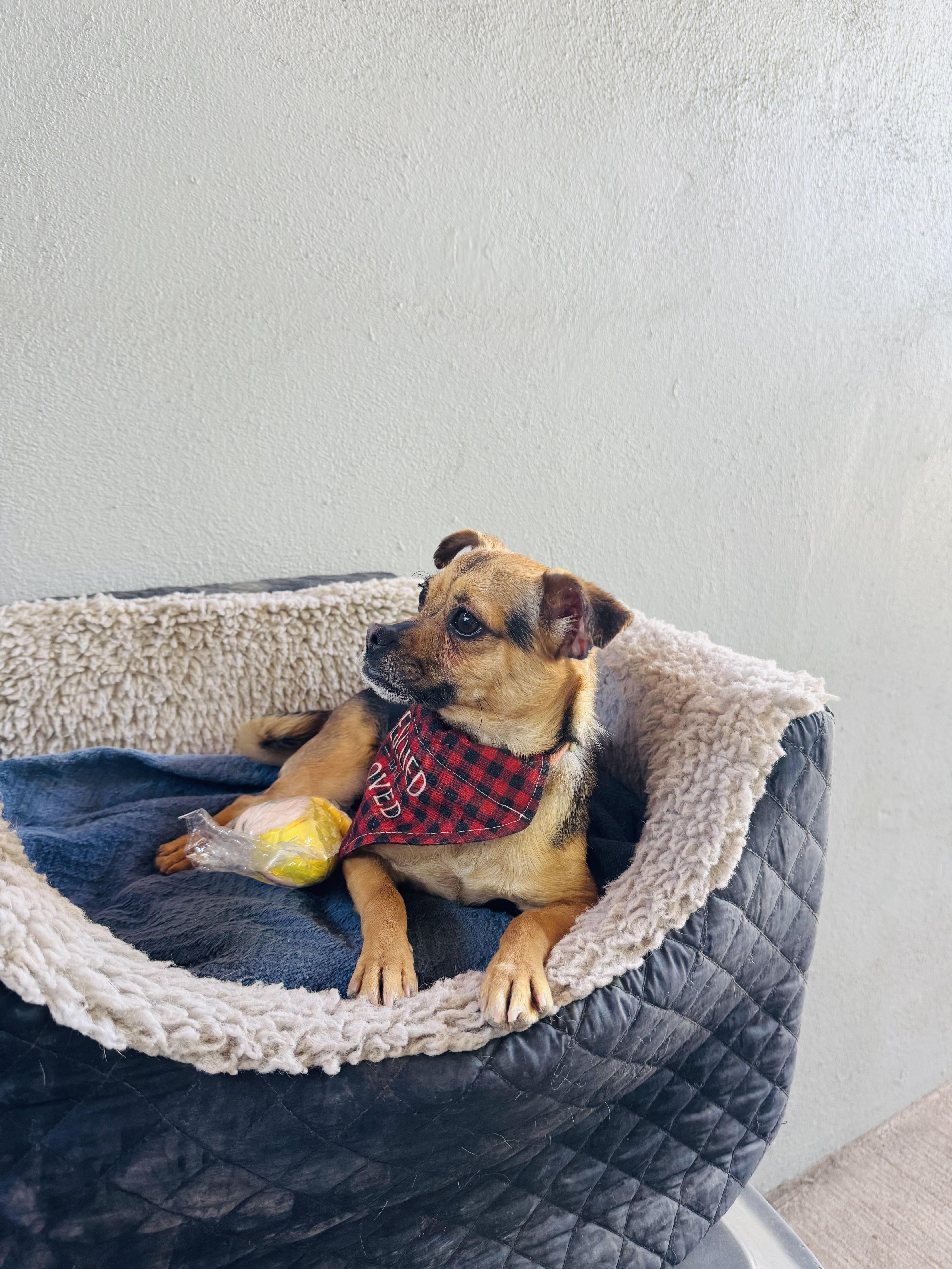 Enlarge BELA , an adopted mixed breed in Nogales, SON image 4/6