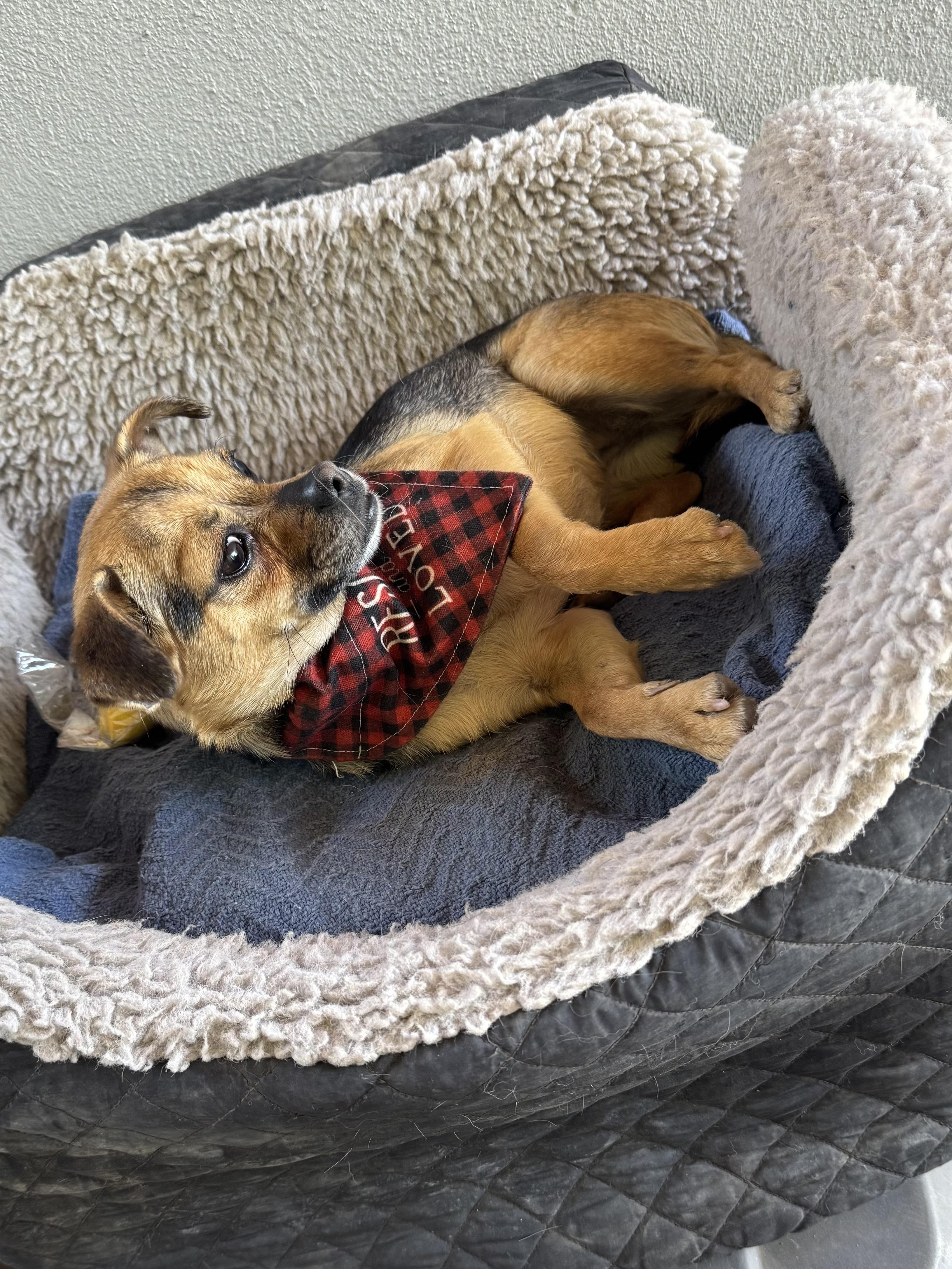 Enlarge BELA , an adopted mixed breed in Nogales, SON image 1/6