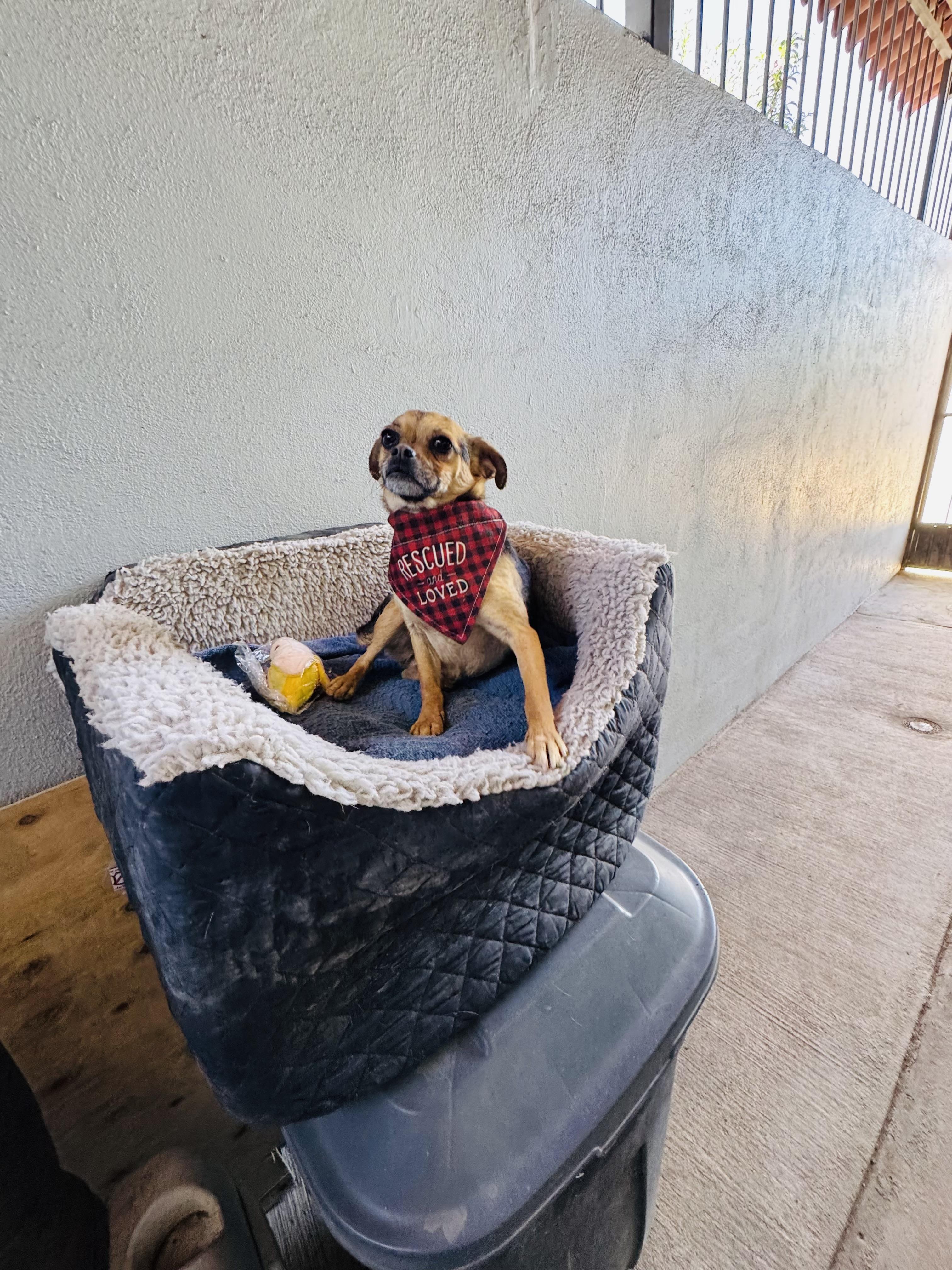 Enlarge BELA , an adopted mixed breed in Nogales, SON image 5/6