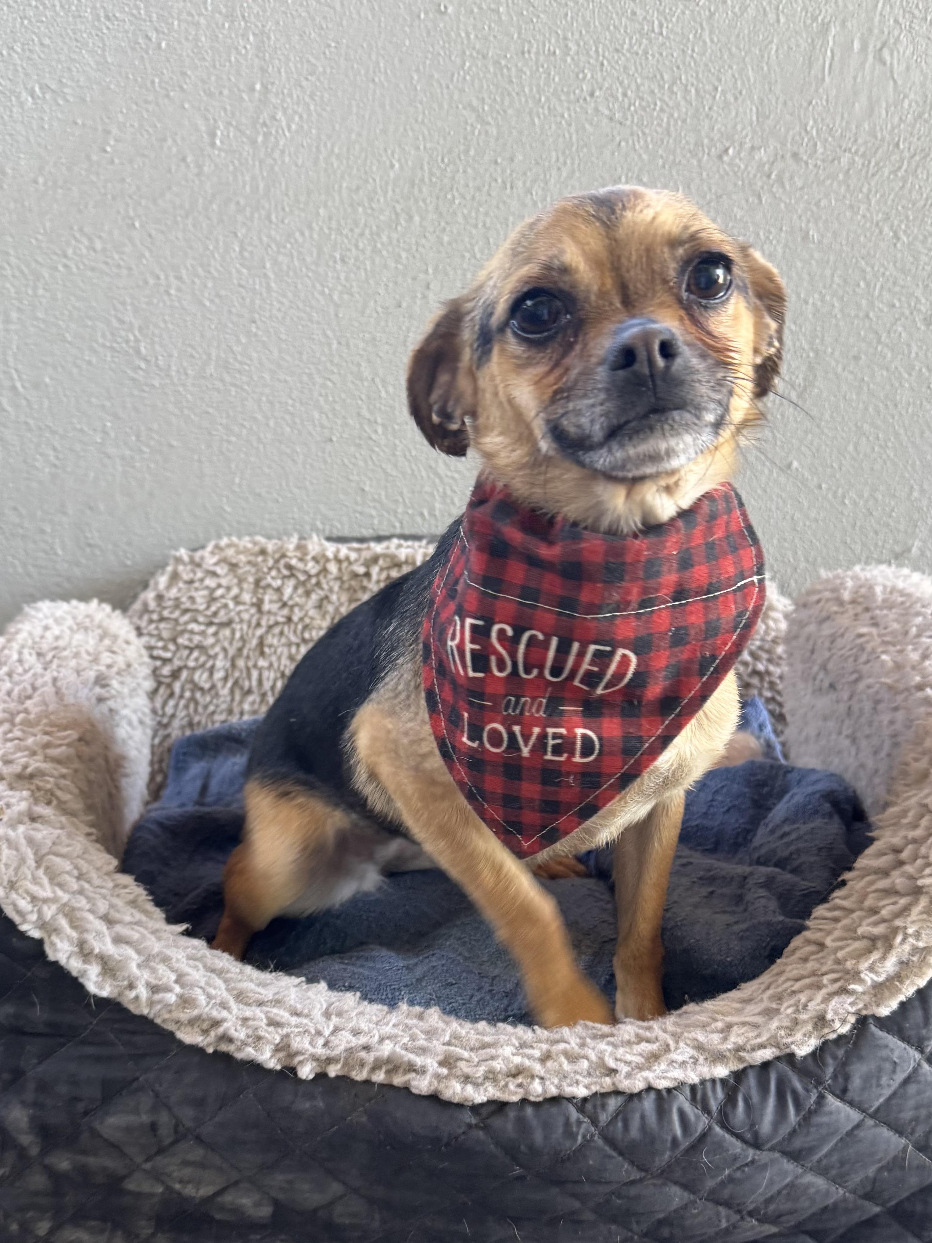 Enlarge BELA , an adopted mixed breed in Nogales, SON image 3/6