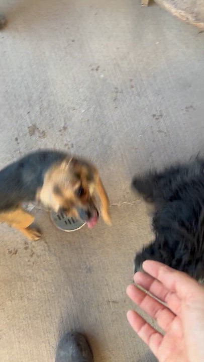 Enlarge BELA , an adopted mixed breed in Nogales, SON video 6/6